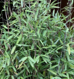 Schwarzer Gartenbambus Black Pearl 125-150cm - Fargesia Nitida