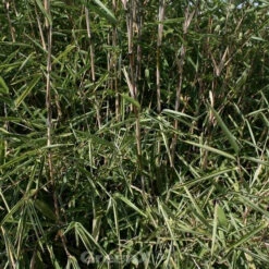 Gartenbambus Great Wall 80-100cm - Fargesia Nitida