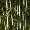Hoher Heckenbambus Campbell 125-150cm - Fargesia Robusta -Hortensies Geschaft Fargesia robusta Campbell BLWS099224