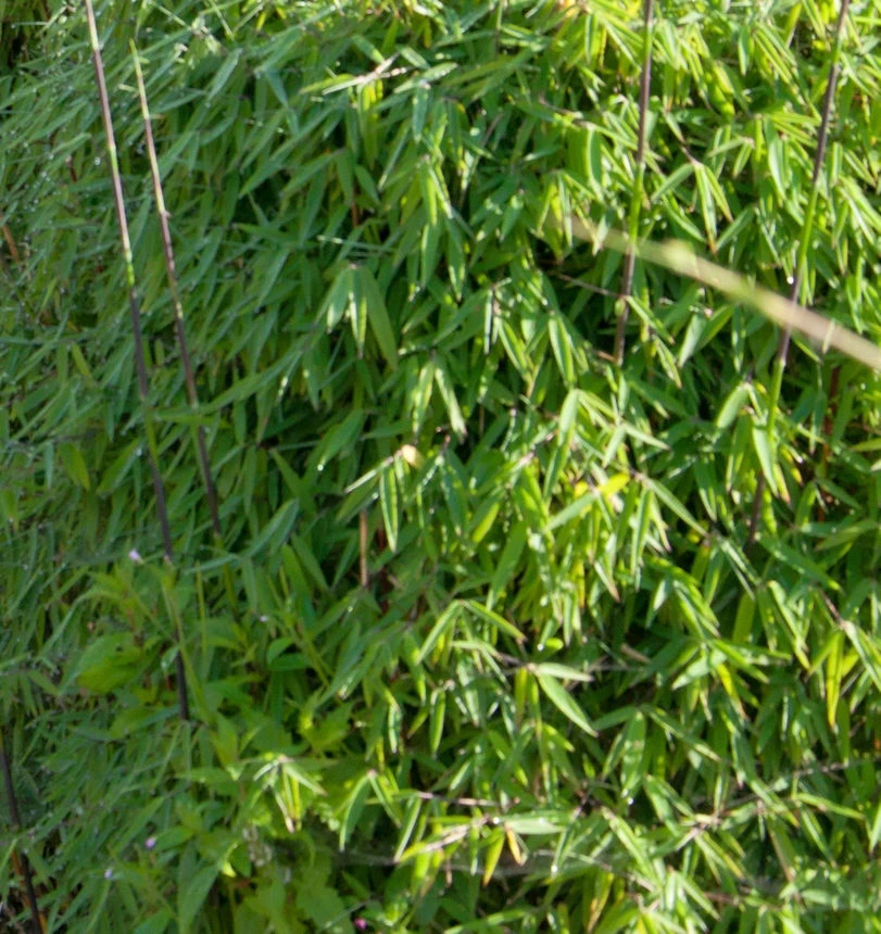 Gartenbambus Black Cherry 60-80cm - Fargesia Speciosa 3 Gartenbambus Black Cherry 60-80cm - Fargesia Speciosa