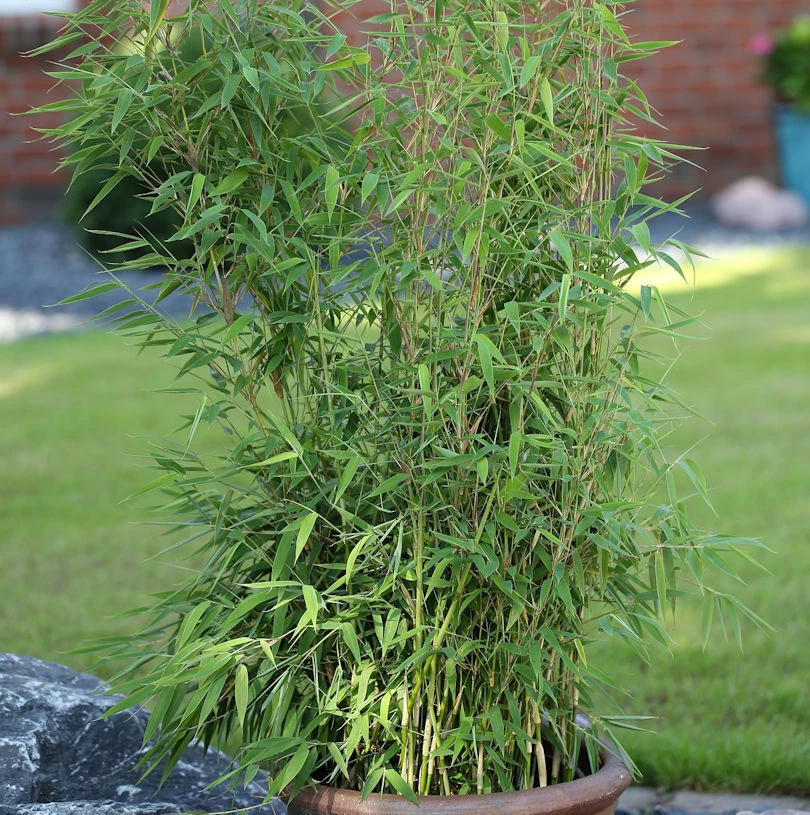 Roter Bambus Jiuzhaigou Deep Purple®80-100cm - Fargesia Speciosa 3 Roter Bambus Jiuzhaigou Deep Purple®80-100cm - Fargesia Speciosa