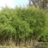 Schwarzer Gartenbambus 80-100cm - Fargesia Nitida 2 Schwarzer Gartenbambus 80-100cm - Fargesia Nitida -Hortensies Geschaft Fargesianitida 1