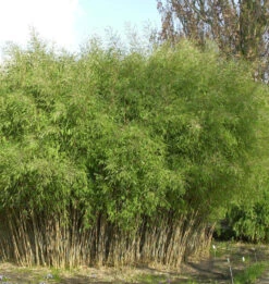 Schwarzer Gartenbambus 80-100cm - Fargesia Nitida