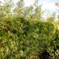 Heckenbambus 100-125cm - Fargesia Rufa