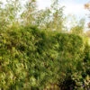Heckenbambus 125-150cm - Fargesia Rufa