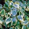 Gelbbunte Kaukasischer Strauch Efeu 80-100cm - Hedera Colchica 2 Gelbbunte Kaukasischer Strauch Efeu 80-100cm - Hedera Colchica -Hortensies Geschaft Hedera colchica Dentata Aureovariegata BLWS303660