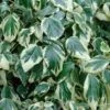 Buntblättriger Kaukasischer Strauch Efeu 60-80cm - Hedera Colchica -Hortensies Geschaft Hedera colchica Dentata Variegata 1