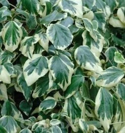 Buntblättriger Kaukasischer Strauch Efeu 40-60cm - Hedera Colchica