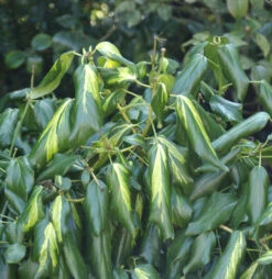 Kaukasischer Efeu Sulphur Heart 40-60cm - Hedera Colchica