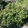 Kaukasischer Strauch Efeu 25-30cm - Hedera Colchica Arborescens -Hortensies Geschaft Hedera colchicaArborescens 1