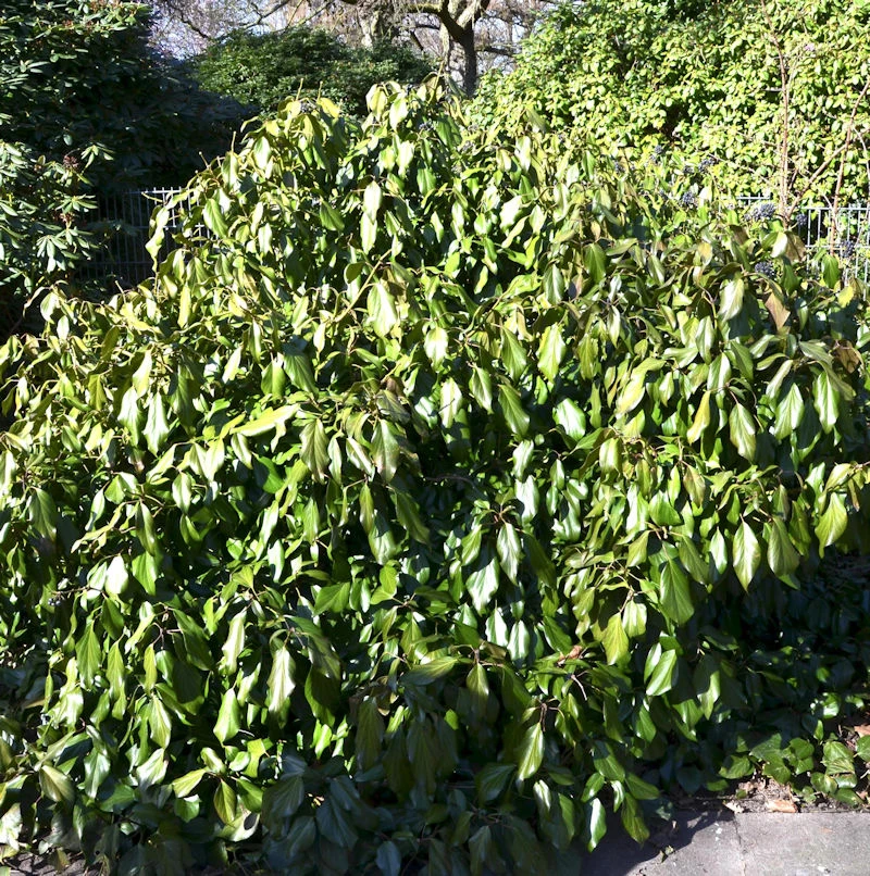 Kaukasischer Strauch Efeu 40-50cm - Hedera Colchica Arborescens 3 Kaukasischer Strauch Efeu 40-50cm - Hedera Colchica Arborescens