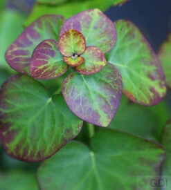 Zwergefeu Arbori Compact 40-50cm - Hedera Helix