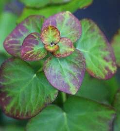 Zwergefeu Arbori Compact 30-40cm - Hedera Helix