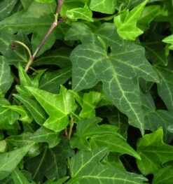 10x Efeu Green Ripple 15-20cm - Hedera Helix