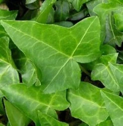 10x Efeu Heron 10-15cm - Hedera Helix