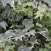 10x Efeu White Ripple 10-15cm - Hedera Helix -Hortensies Geschaft Hedera helix White Ripple