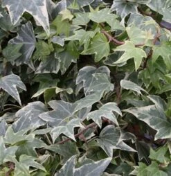 10x Efeu White Ripple 10-15cm - Hedera Helix