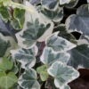 10x Efeu White Wonder 10-15cm - Hedera Helix -Hortensies Geschaft Hedera helix WhiteWonder 1