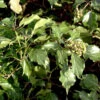 Strauch Efeu 80-100cm - Hedera Helix Arborescens