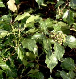 Strauch Efeu 50-60cm - Hedera Helix Arborescens