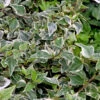 10x Efeu Goldchild 10-15cm - Hedera Helix -Hortensies Geschaft Hedera helixGoldchild 3
