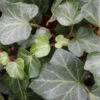 Efeu Plattensee 40-60cm - Hedera Helix -Hortensies Geschaft Hedera helixPlattensee 3