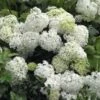 Bauernhortensie Schneeball 30-40cm - Hydrangea Macrophylla -Hortensies Geschaft Hydrange macrophylla Schneeball BLWS298104
