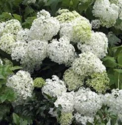 Bauernhortensie Schneeball 30-40cm - Hydrangea Macrophylla
