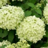 Hochstamm Rispenhortensie Polarbär 100-125cm - Hydrangea Paniculata -Hortensies Geschaft Hydrangea Polarbr