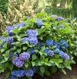 Bauernhortensie Renate Steiniger 30-40cm - Hydrangea Macrophylla