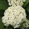 Ballhortensie Annabelle 125-150cm - Hydrangea Arborescens -Hortensies Geschaft Hydrangea arborescens Annabelle