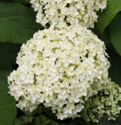 Ballhortensie Annabelle 125-150cm - Hydrangea Arborescens