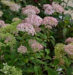 Ballhortensie Marshmellow 40-60cm - Hydrangea Arborescens