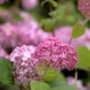 Ballhortensie Pink Annabelle 60-80cm - Hydrangea Arborescens 1 Ballhortensie Pink Annabelle 60-80cm - Hydrangea Arborescens -Hortensies Geschaft Hydrangea arborescens Pink Annabelle BLWS337176