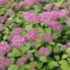 Ballhortensie Pink Percusion 60-80cm - Hydrangea Arborescens 1 Ballhortensie Pink Percusion 60-80cm - Hydrangea Arborescens -Hortensies Geschaft Hydrangea arborescens Pink Percusion BLWS337176