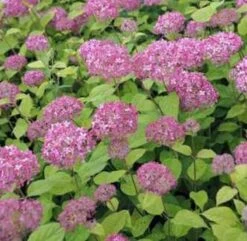 Ballhortensie Pink Percusion 60-80cm - Hydrangea Arborescens