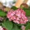 Ballhortensie Ruby Annabelle® 40-60cm - Hydrangea Arborescens -Hortensies Geschaft Hydrangea arborescens Ruby Annabelle