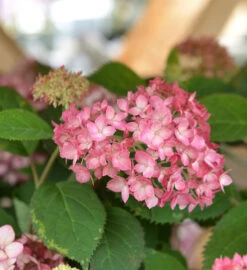 Ballhortensie Ruby Annabelle® 40-60cm - Hydrangea Arborescens