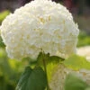 Ballhortensie Strong Annabelle 40-60cm - Hydrangea Arborescens 1 Ballhortensie Strong Annabelle 40-60cm - Hydrangea Arborescens -Hortensies Geschaft Hydrangea arborescens StrongAnnabelle