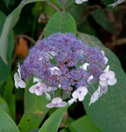 Fellhortensie 30-40cm - Hydrangea Aspera