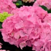 Bauernhortensie Bela Rosa® 40-60cm - Hydrangea Macrophylla