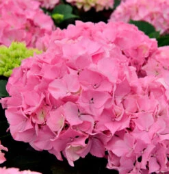 Bauernhortensie Bela Rosa® 40-60cm - Hydrangea Macrophylla