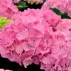 Bauernhortensie Belle Seduction® 60-80cm - Hydrangea Macrophylla -Hortensies Geschaft Hydrangea macrophylla BelleSeduction