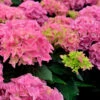 Bauernhortensie Early Pink 40-60cm - Hydrangea Macrophylla -Hortensies Geschaft Hydrangea macrophylla Early Pink