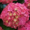 Bauernhortensie Everbloom Red Wonder® 30-40cm - Hydrangea Macrophylla 2 Bauernhortensie Everbloom Red Wonder® 30-40cm - Hydrangea Macrophylla -Hortensies Geschaft Hydrangea macrophylla Everbloom Red Wonder