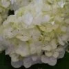 Bauernhortensie Everbloom White Wonder® 30-40cm - Hydrangea Macrophylla -Hortensies Geschaft Hydrangea macrophylla Everbloom White Wonder