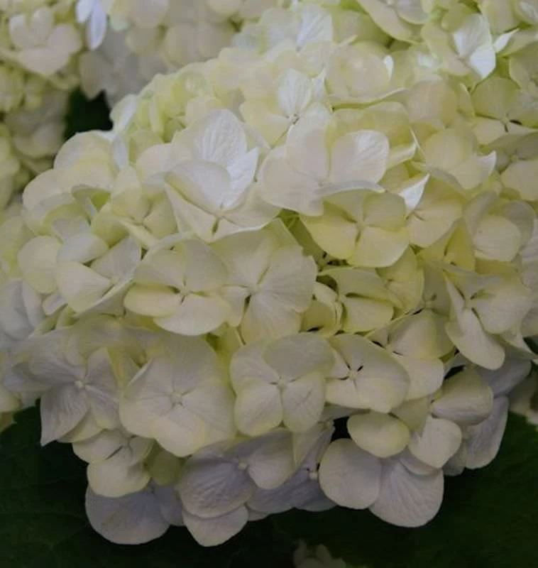 Bauernhortensie Everbloom White Wonder® 30-40cm - Hydrangea Macrophylla 3 Bauernhortensie Everbloom White Wonder® 30-40cm - Hydrangea Macrophylla