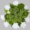 Bauernhortensie Fireworks White® 30-40cm - Hydrangea Macrophylla -Hortensies Geschaft Hydrangea macrophylla Fireworks White