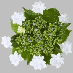 Bauernhortensie Fireworks White® 30-40cm - Hydrangea Macrophylla
