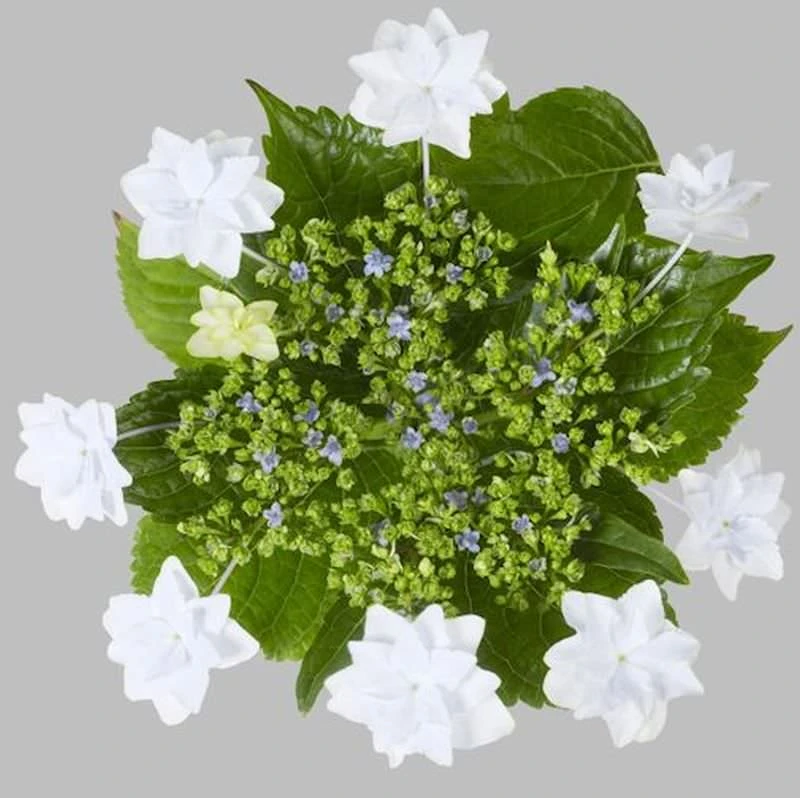 Bauernhortensie Fireworks White® 30-40cm - Hydrangea Macrophylla 3 Bauernhortensie Fireworks White® 30-40cm - Hydrangea Macrophylla